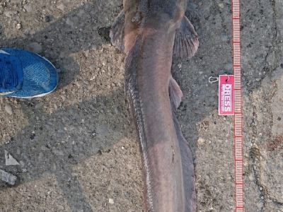 土虱魚