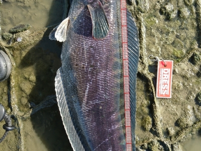snakehead fish