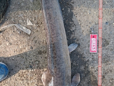 土虱魚