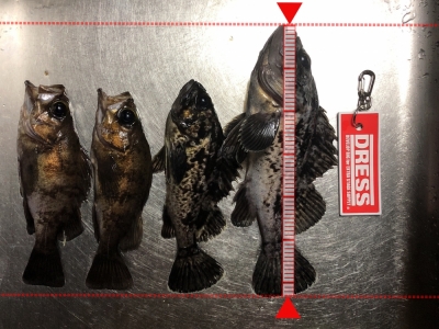 根魚爆釣