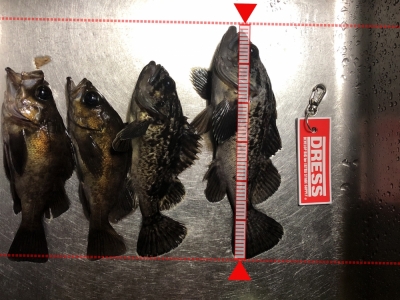 根魚爆釣