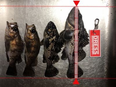 根魚爆釣