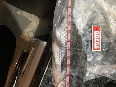 收爐魚