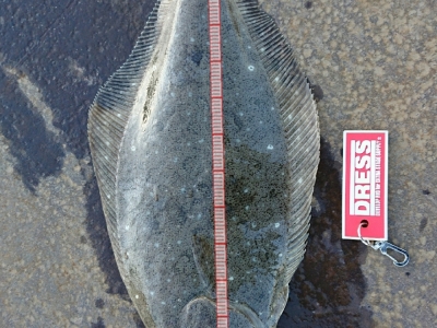 初釣りで一匹目のヒラメさ