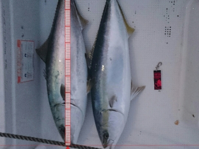 落とし込み、8kgと7kg