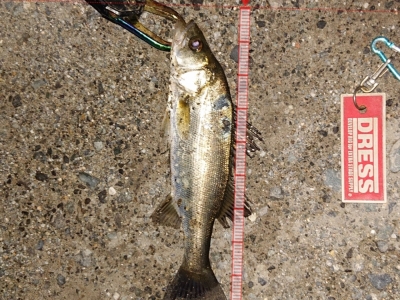 ナイトシーバス2