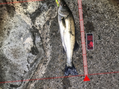 おチビちゃん。。。in船橋