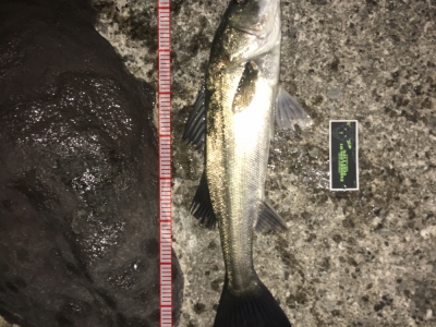 久々の釣行。撃渋の中貴重な１本。in船橋