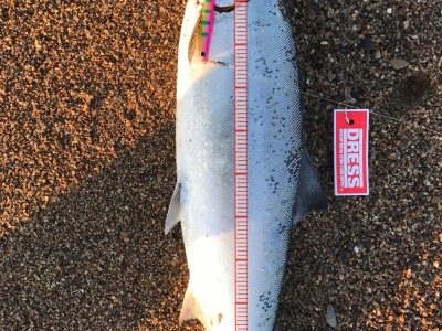 釣れました。