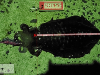 9/14 松江にて！秋イカのはずが！！