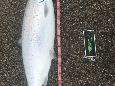 海サクラマス