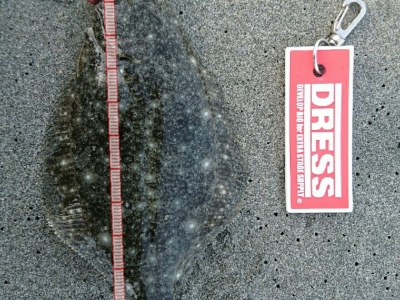 またソゲッス！？