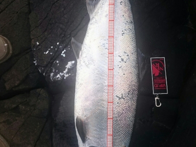 海サクラマス