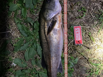 2本目は小さかった