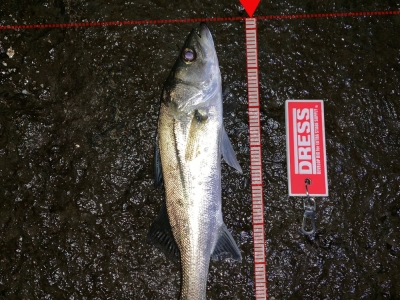 干潮で2本目、小さい