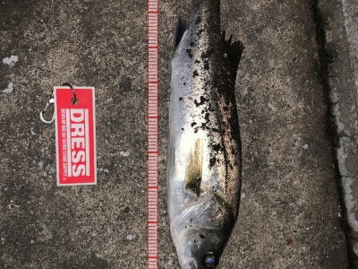 小さいけど入れ食い3匹目