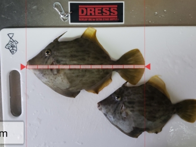 食いが渋かった～