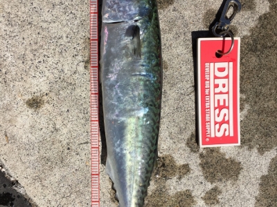 サバ