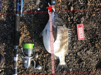 金魚みたいなチヌ