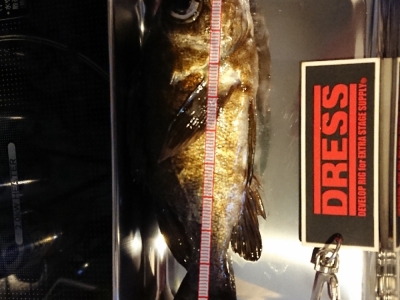 釣り納め こいつは昆布締め用