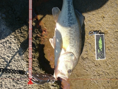 秋ヶ瀬取水堰