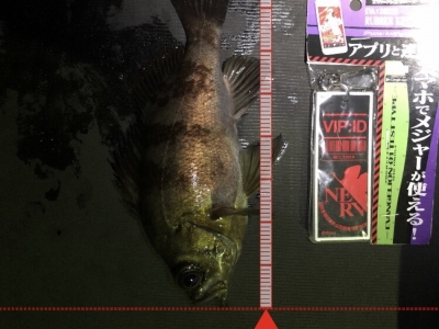 メバル 21cm