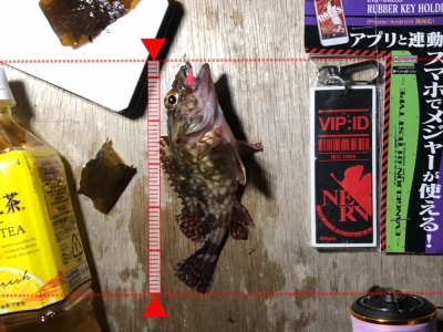 ミニガシラ