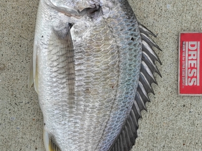 速い流れでよく引いた