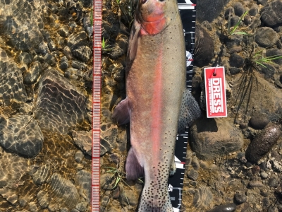 単独の美瑛川で虹鱒と濃厚接触