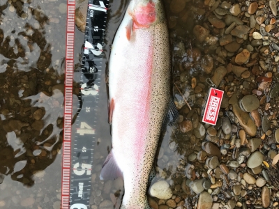 網走川流域にてスチールヘッド！！