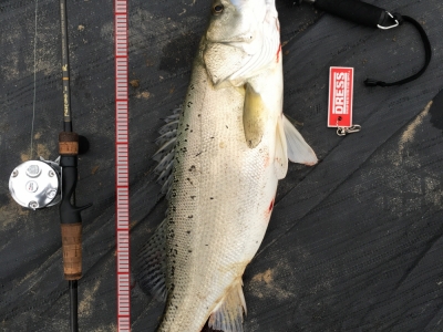 Sea bass fight