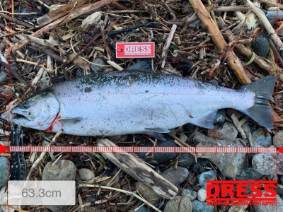 北海道もサクラの季節