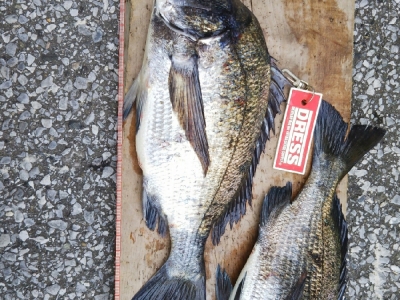 なんとか釣れた