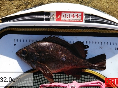 メバル 32cm