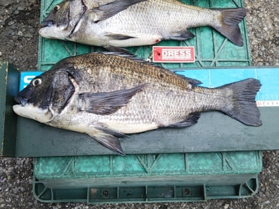 クロダイ51cm