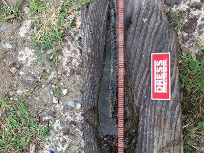 また来てくれました！