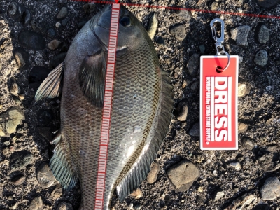ヘチ釣り