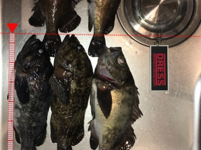根魚3種