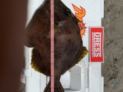 キス釣りだったのに尺カワハギ