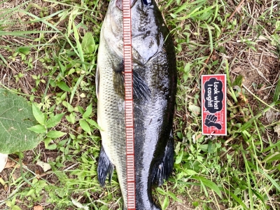 DoLiveCraw3inch