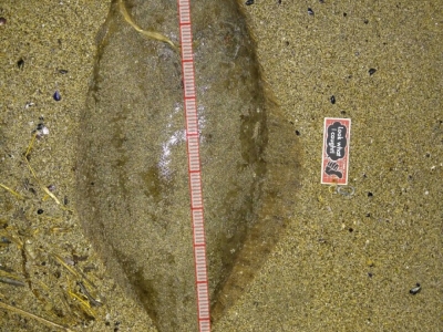 口閉実測71cm