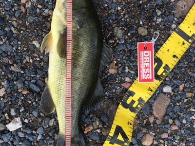2尾目は48！ブルフラ3'テキサスで。