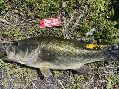 今季最高51UP、フロロ5lb.で‼️