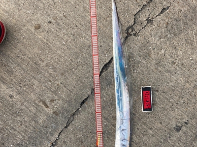 初太刀魚