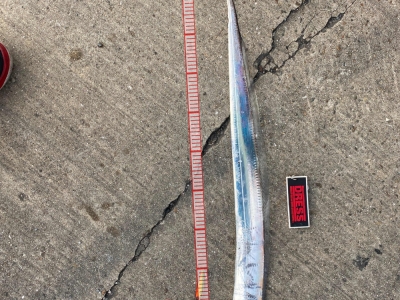 今季、初太刀魚