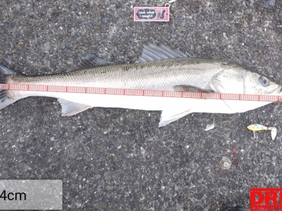 フォールでゴンッ！