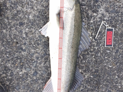 フォールで喰った！