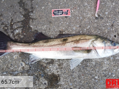 デイシーバス②