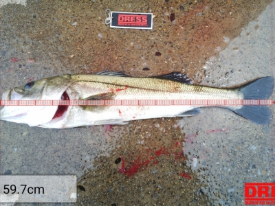 デイシーバス①