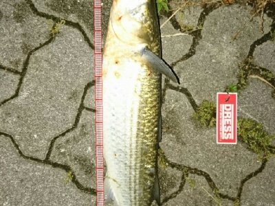 ボラ